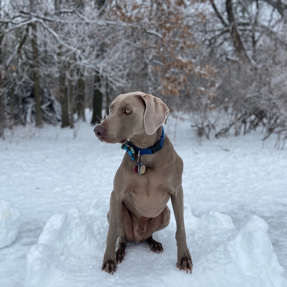 Meet your Posher, John - Picture 1 of 1